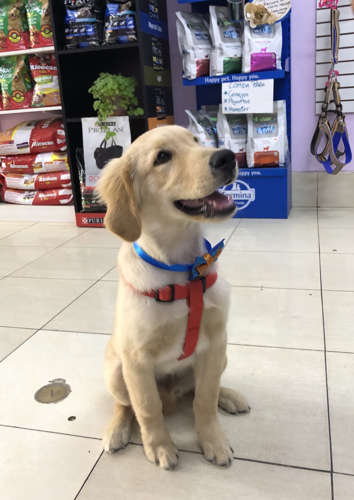 Veterinaria PetyLab
