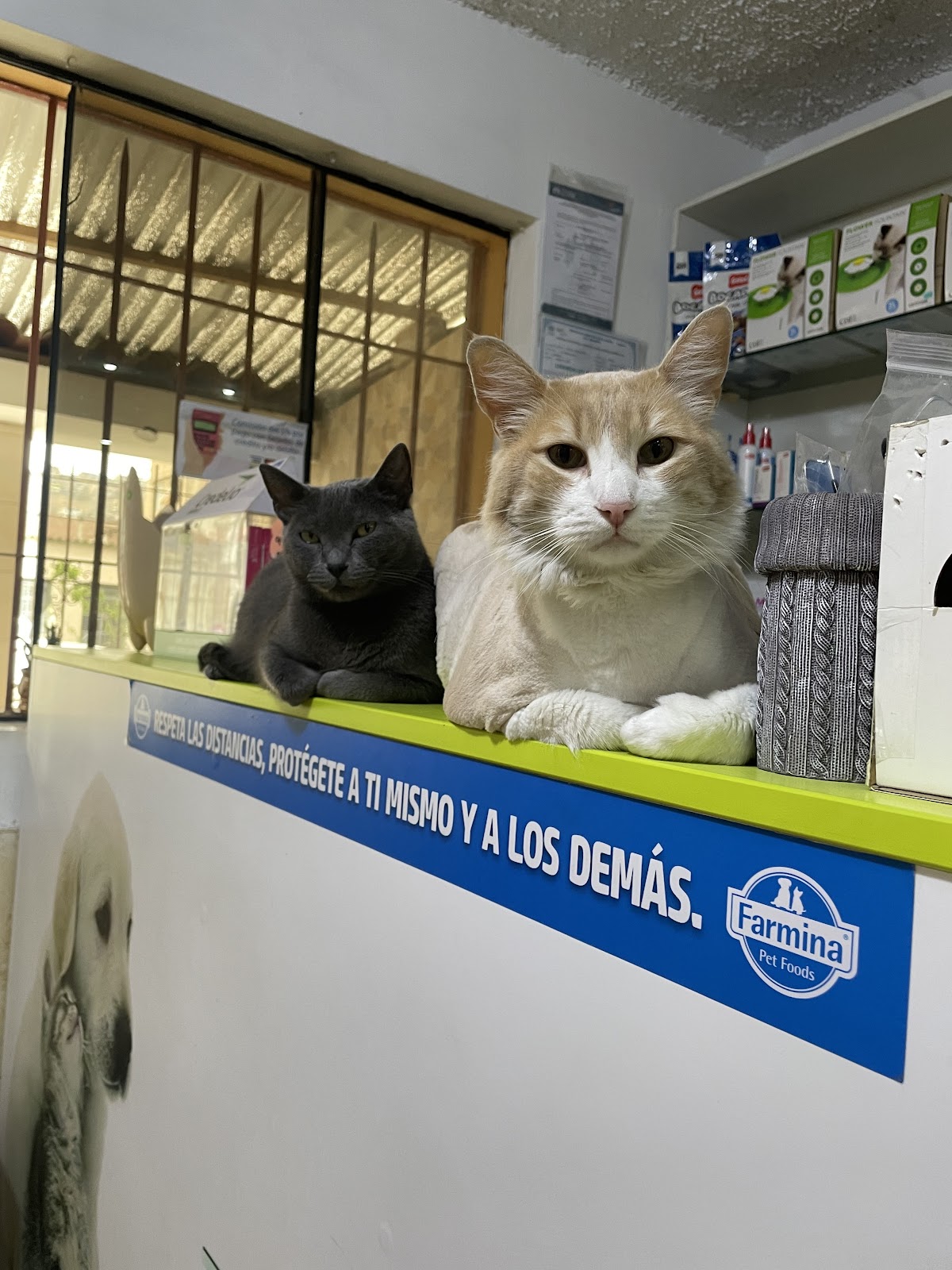 Veterinaria Villa Maria