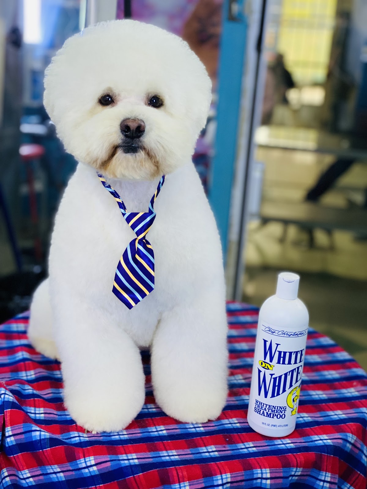 Animals Vet & spa