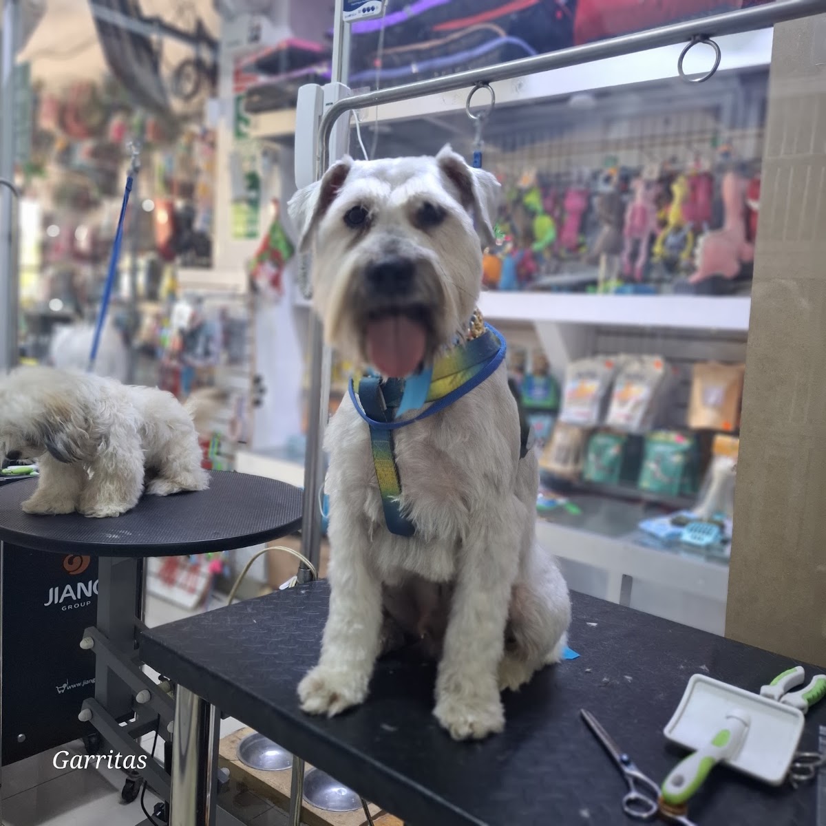 Garritas Groomer Salón & Pet Shop