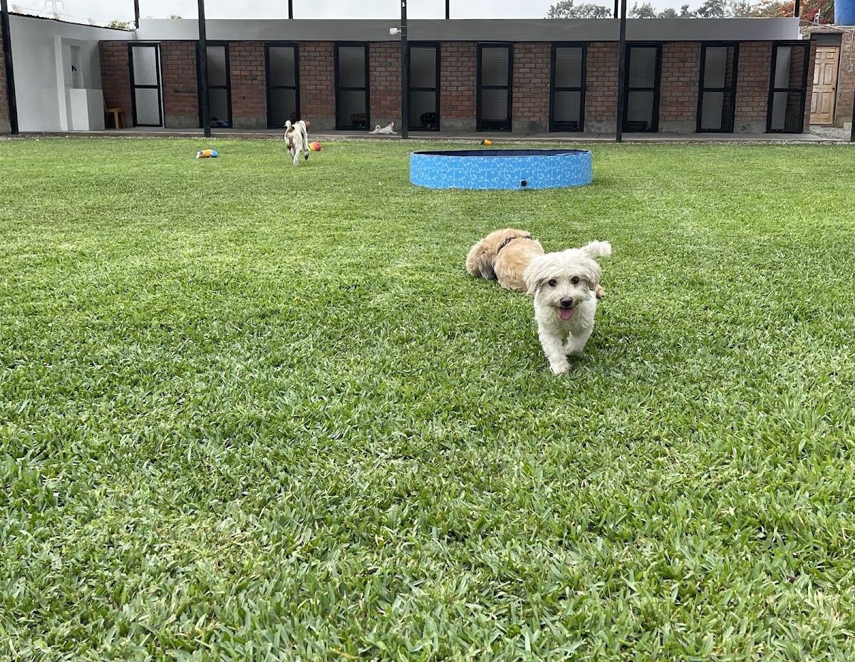 Hospedaje para mascotas Pachacamac Pet Hotel