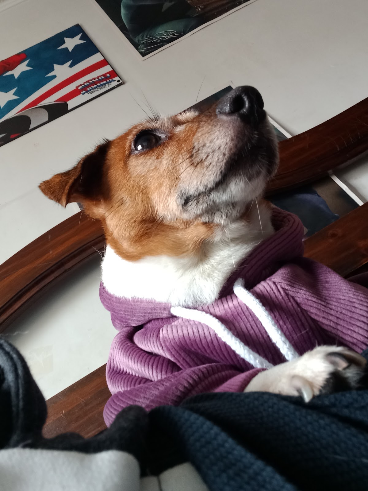 PETWASI HOSPEDAJE DE MASCOTAS