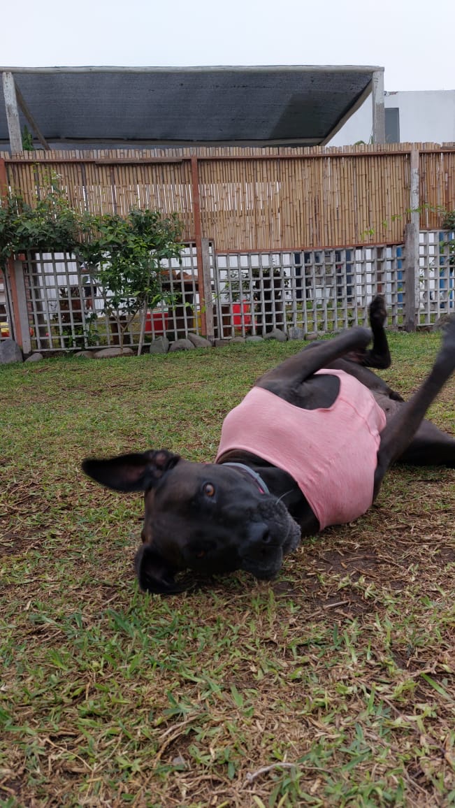 Dog's Palace