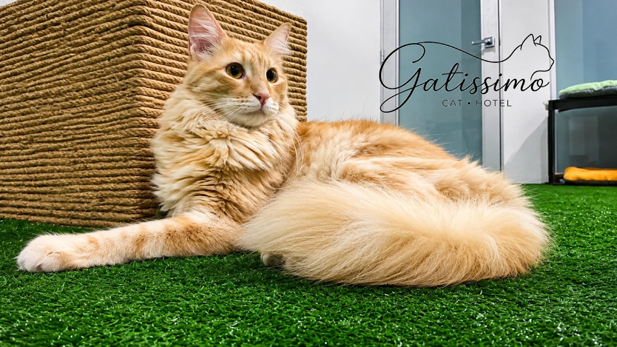 Gatissimo