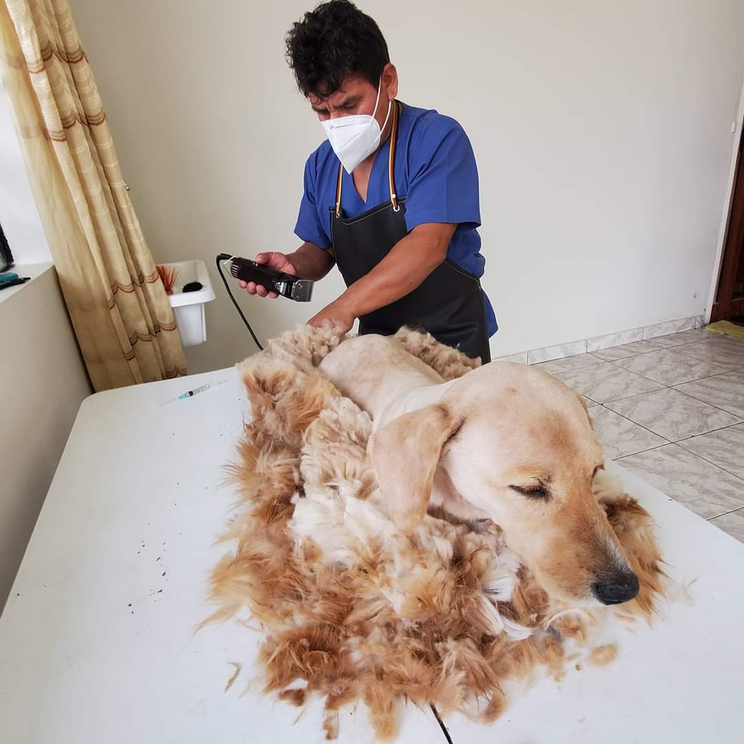 Spa Canino MISTER PETS