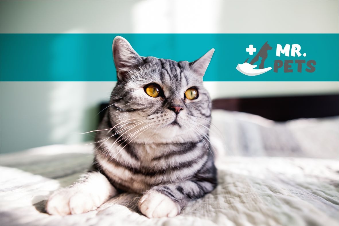Pet shop y spa Mr. Pets