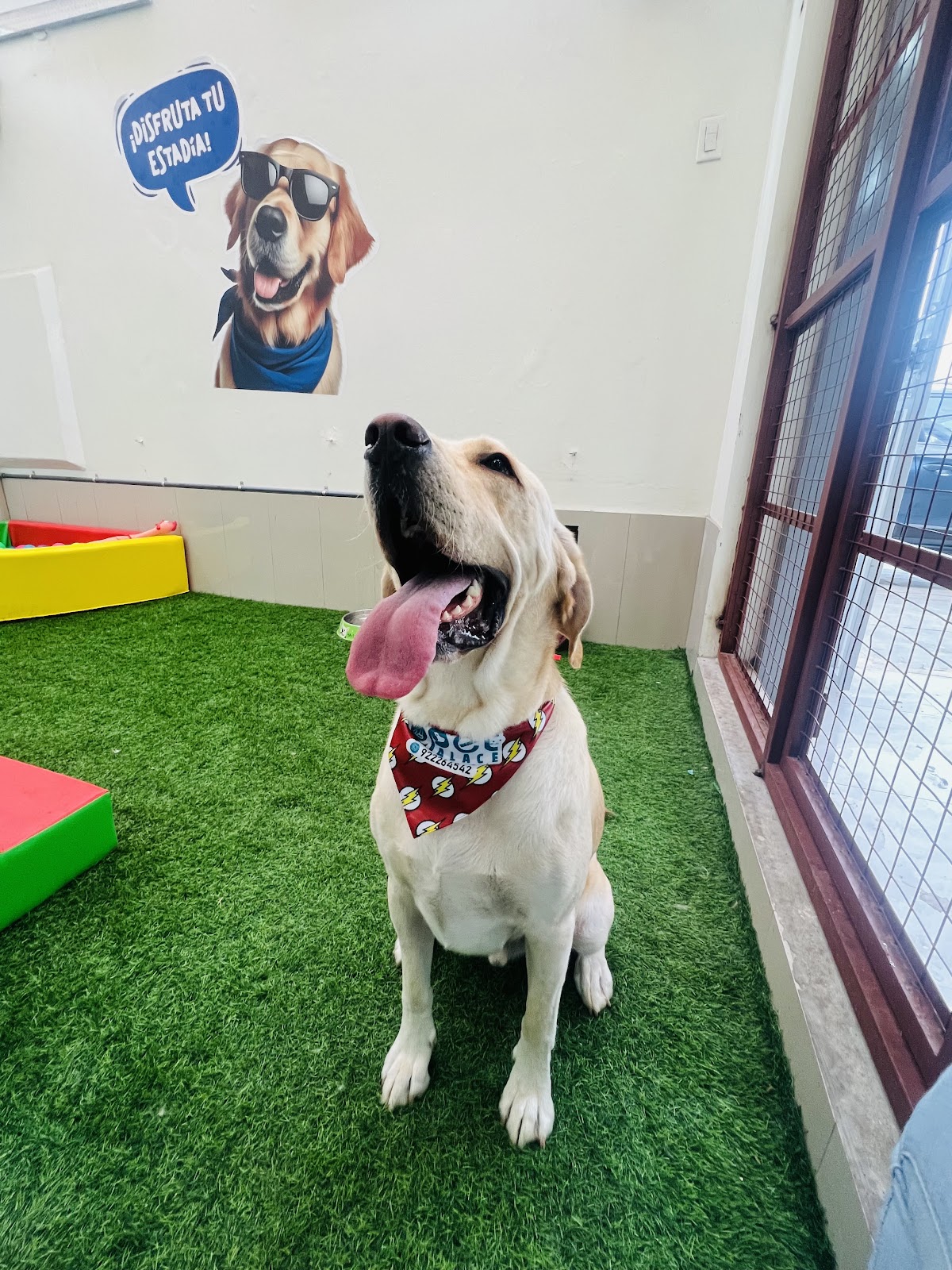 Pet Palace - Veterinaria y Spa