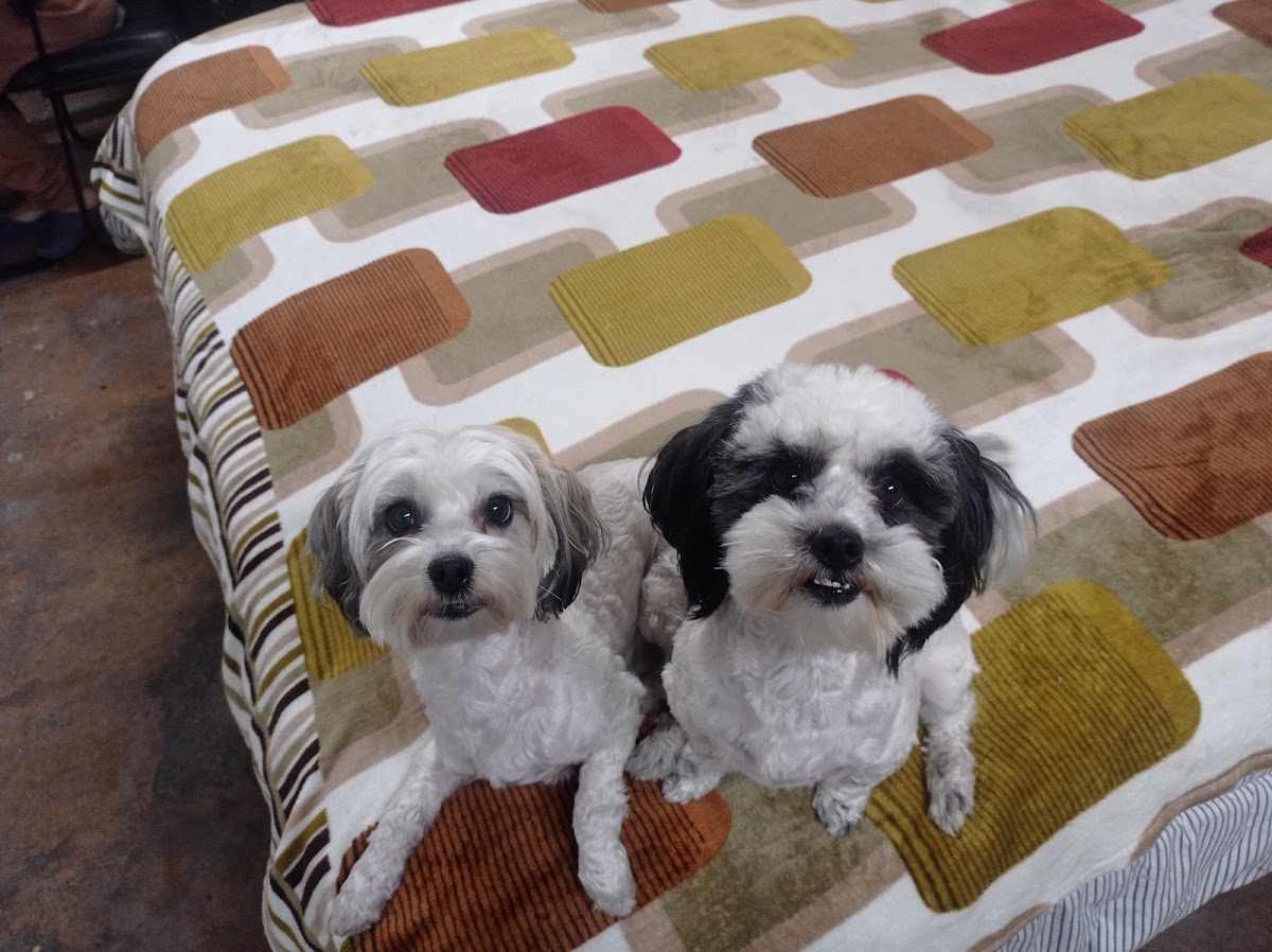 La casita de Luna y Monica