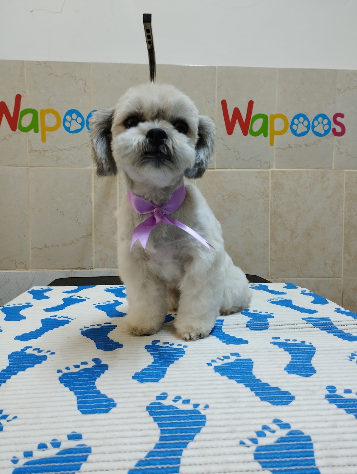 WAPOOS - Estética Canina & Petshop