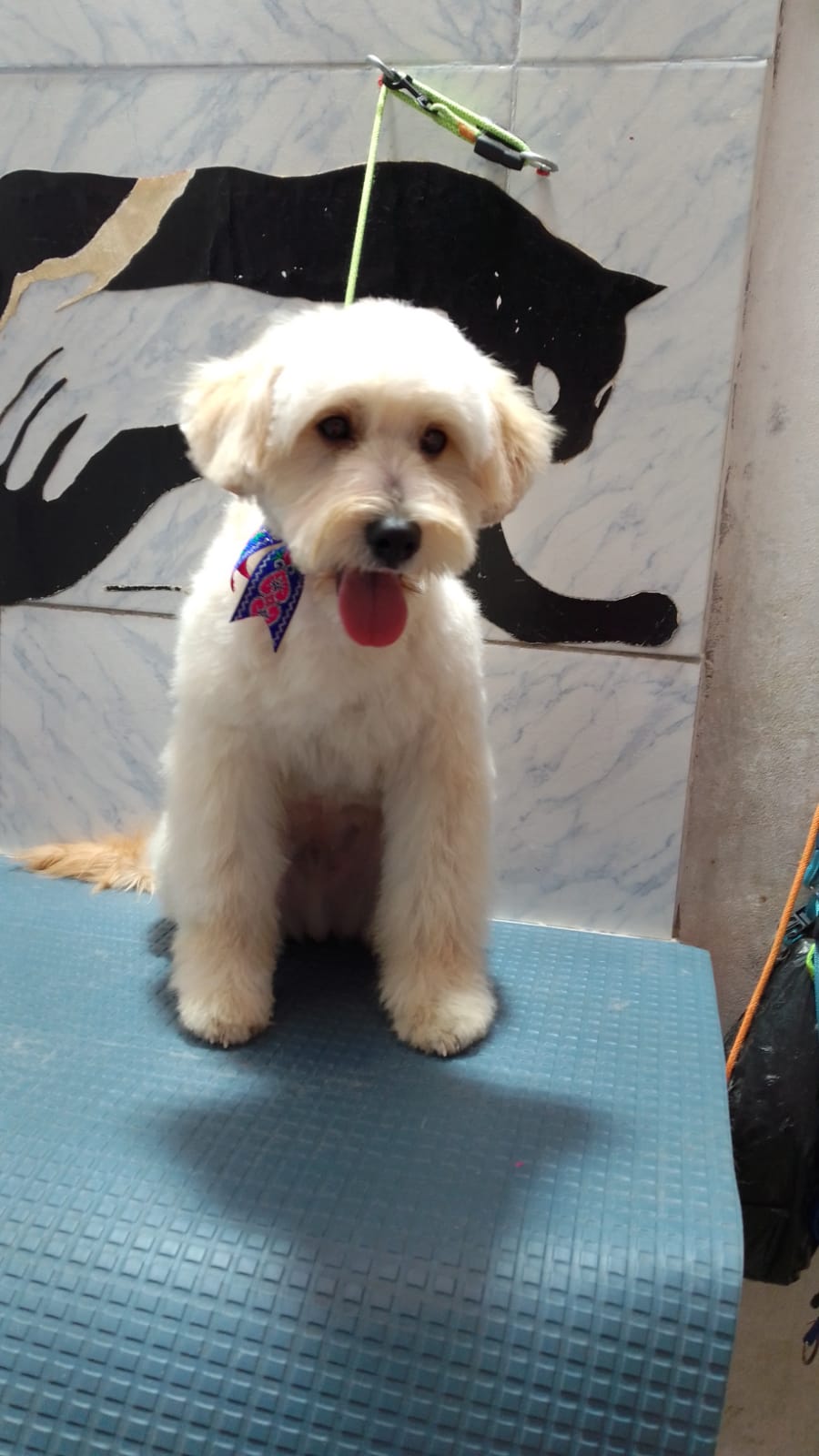 GROOMING CANYN