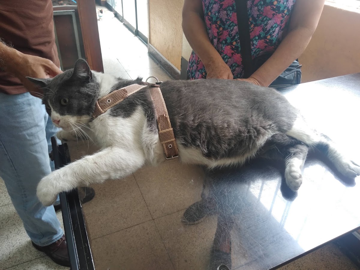 Veterinaria María Auxiliadora
