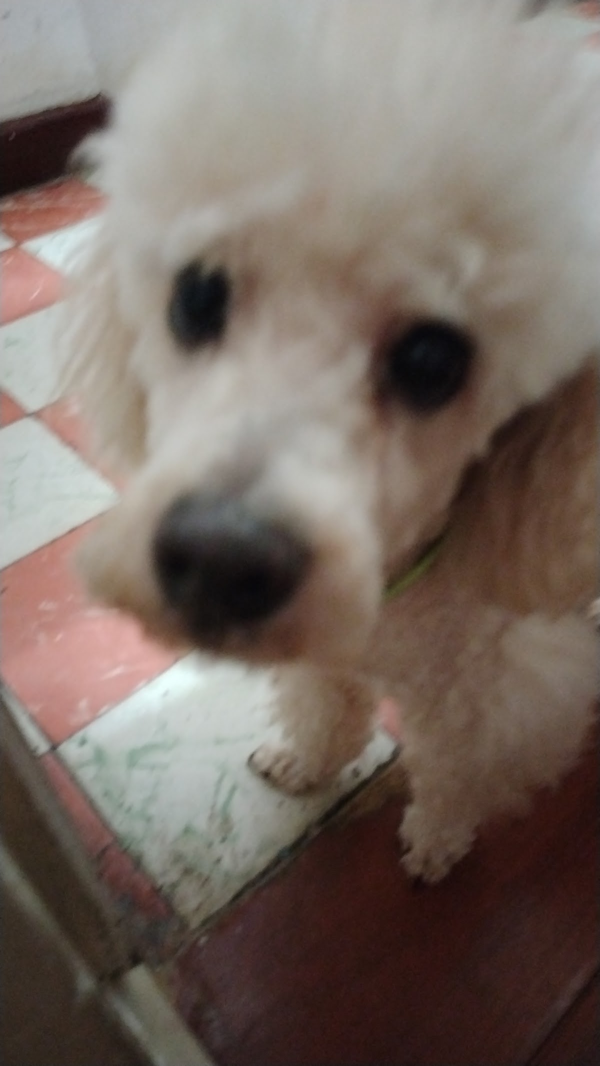 Hospedaje de Mascotas