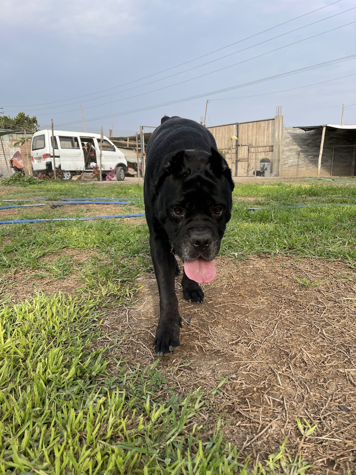 Hotel canino Hogar entre patas
