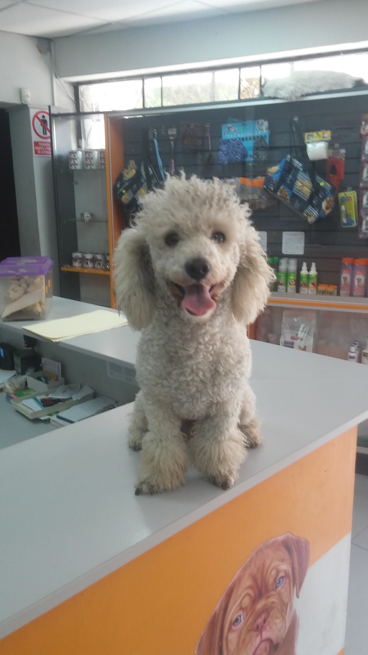 CharliPet