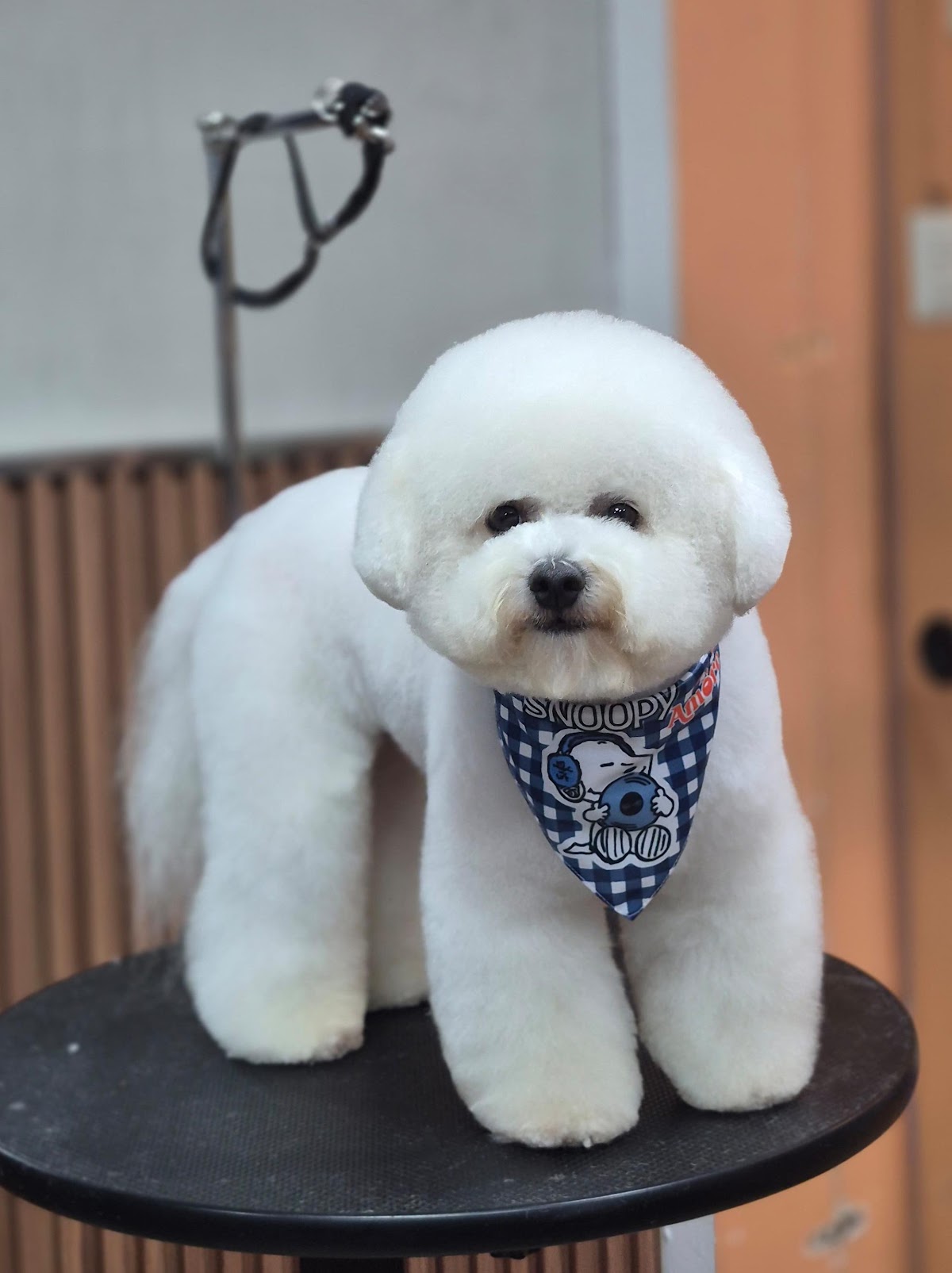 Amore Grooming & Vet - San Borja