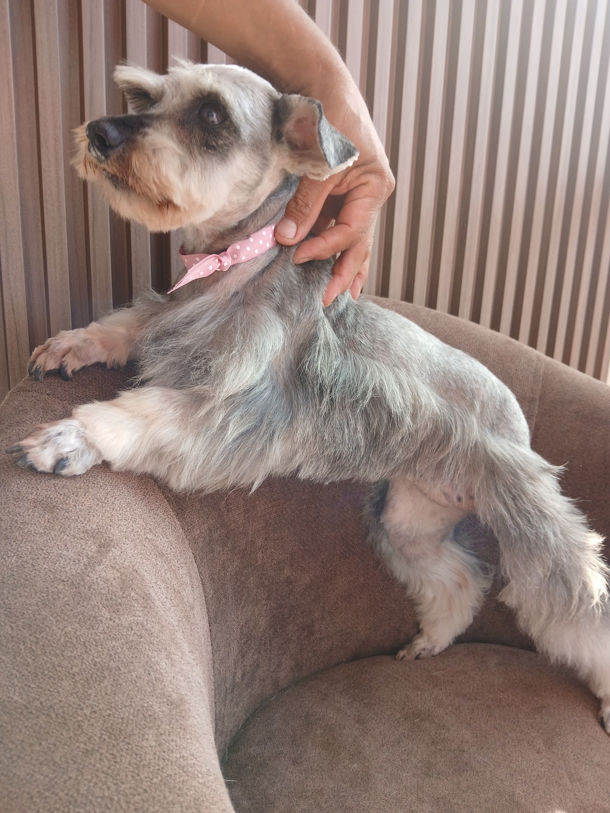 La Casita de Lady PET SHOP & Grooming Spa