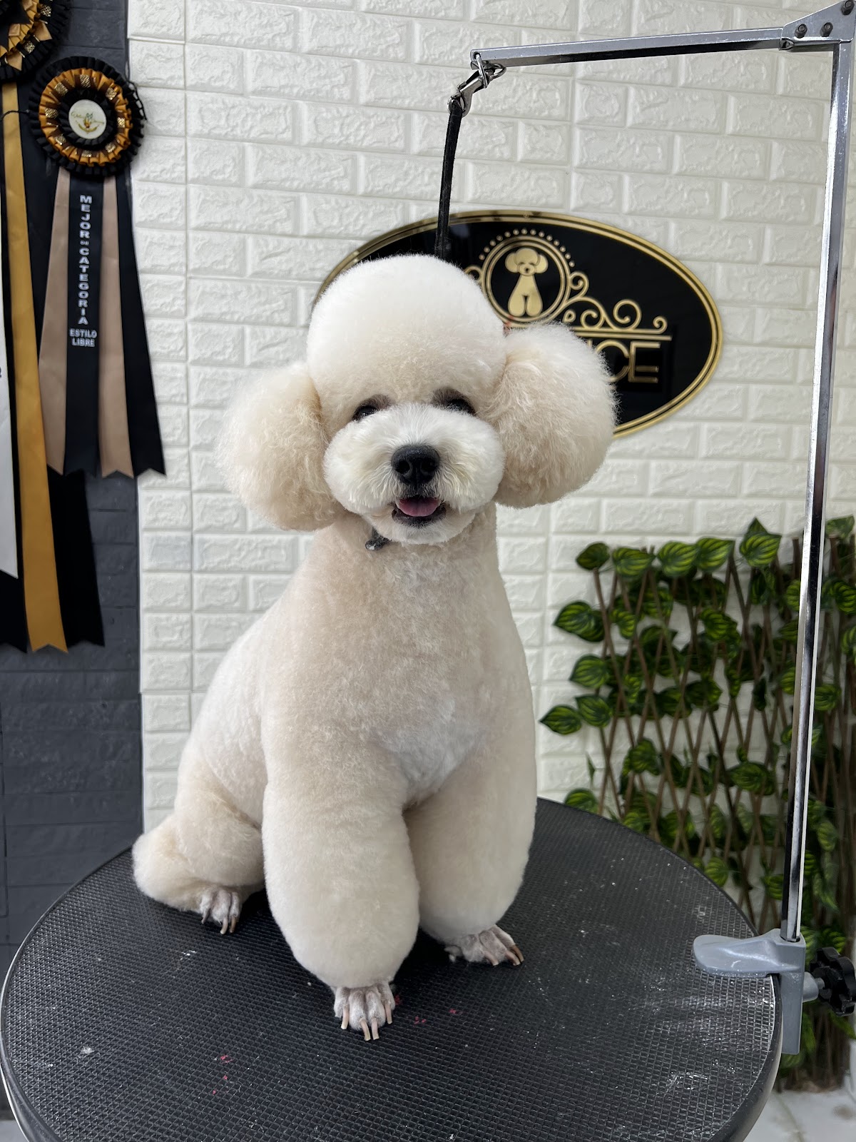 Elegance Grooming - El Trigal
