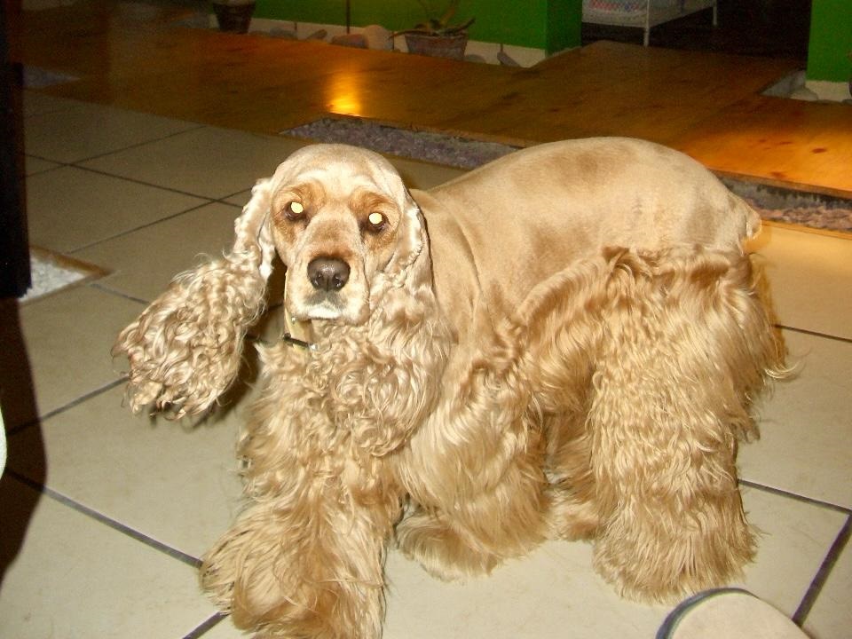 Inuchan Hotel y Guarderia Canina en Surco