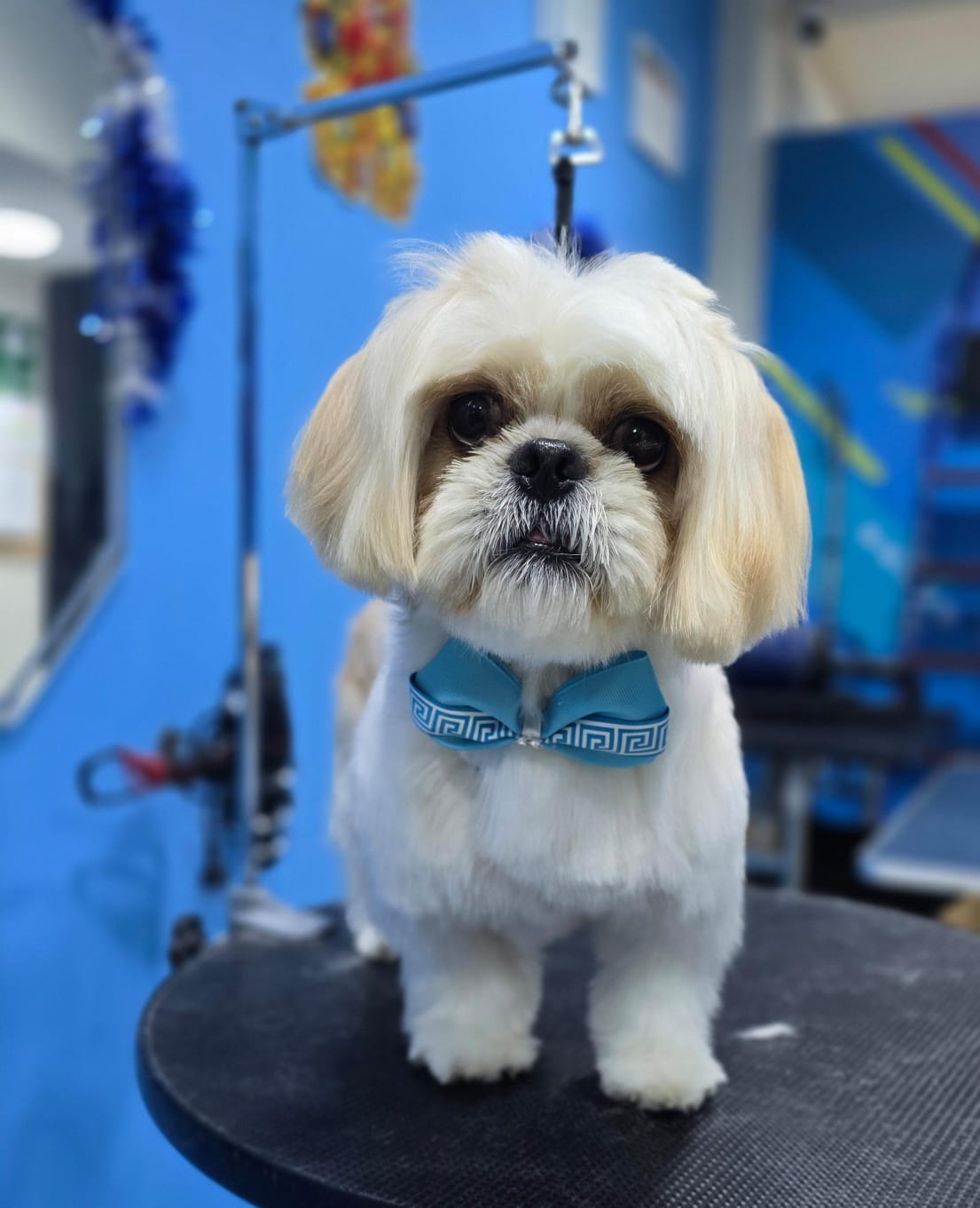 PETS STYLE GROOMER - ESTETICA CANINA