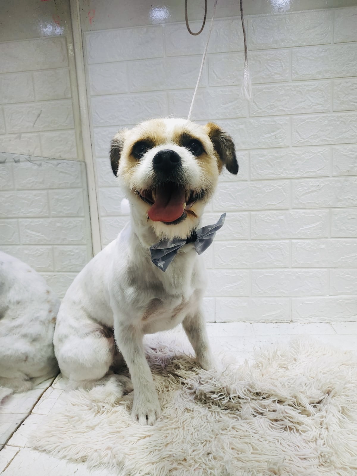 PELUDOG - Sede Central