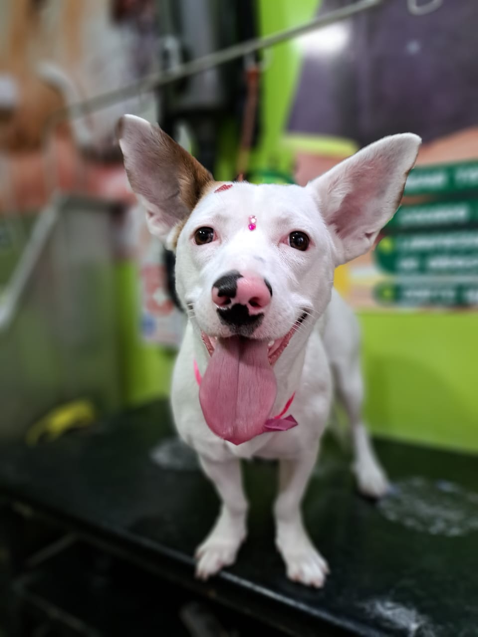 Thom Pets Peluquería canina