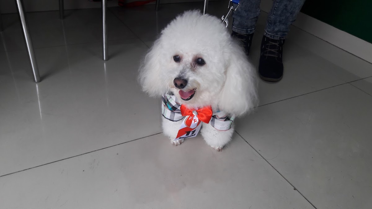 VETERINARIA PETS SMILE