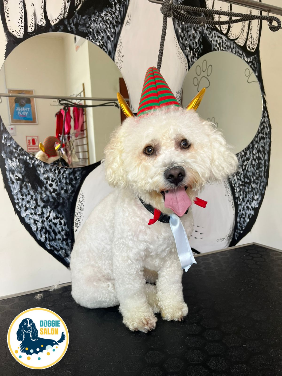 DOGGIE SALÓN - Pet Shop - Grooming