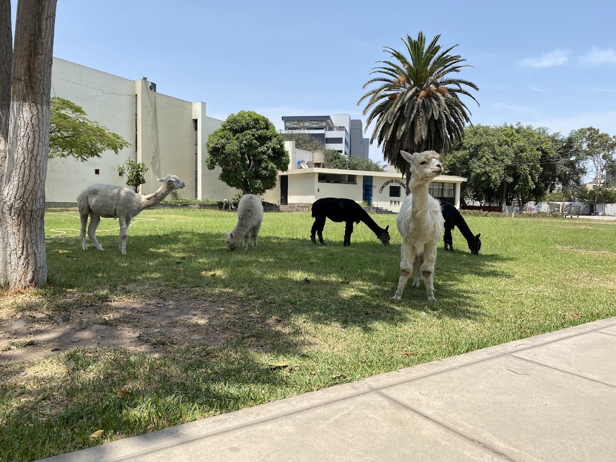 Facultad de Medicina Veterinaria UNMSM