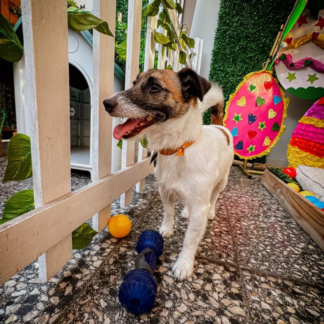 ParquePet Spa Canino & VetCare