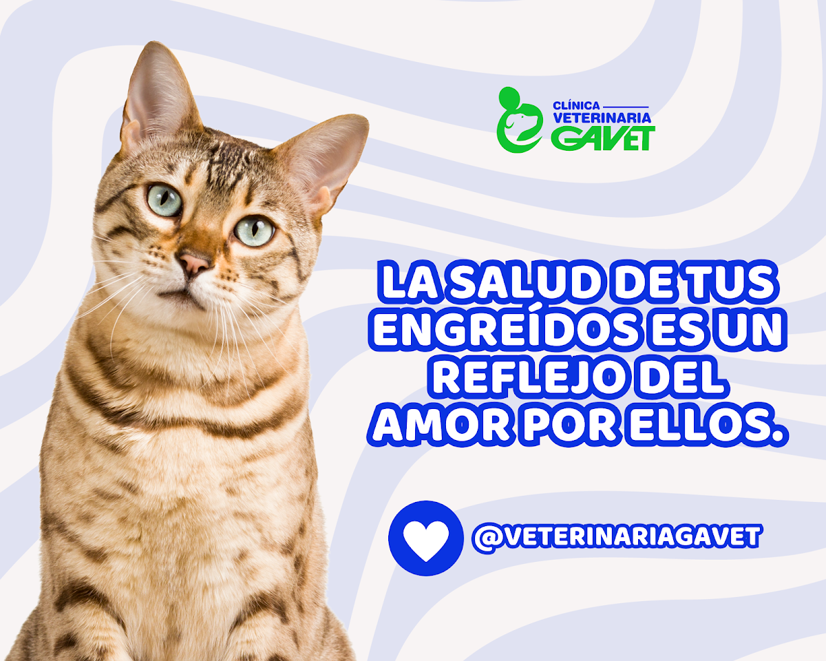 Hospital Veterinaria Gavet - San Antonio de Carabayllo
