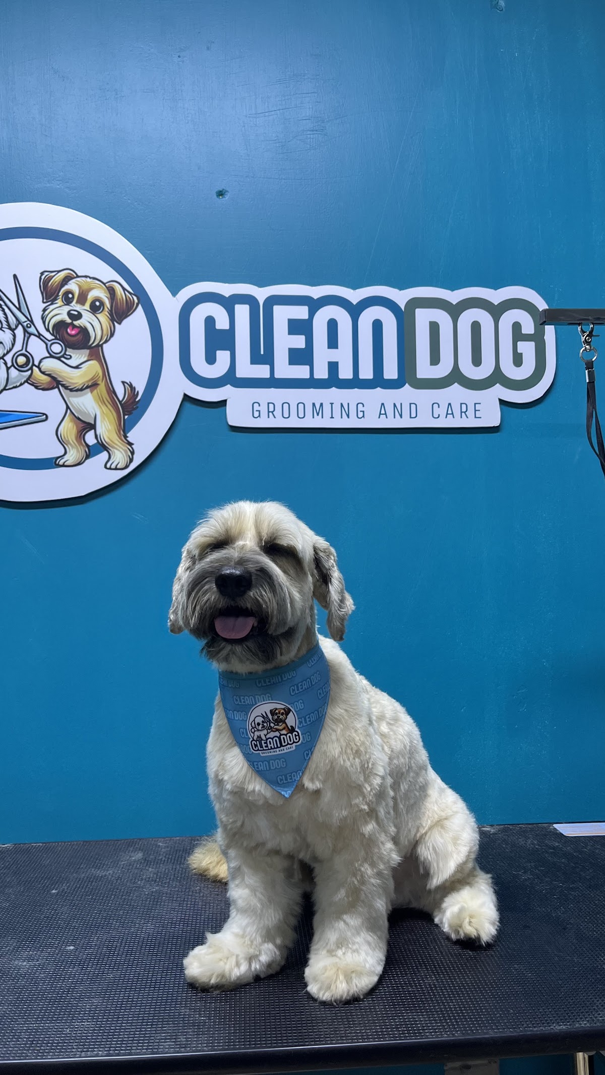 CleanDOG