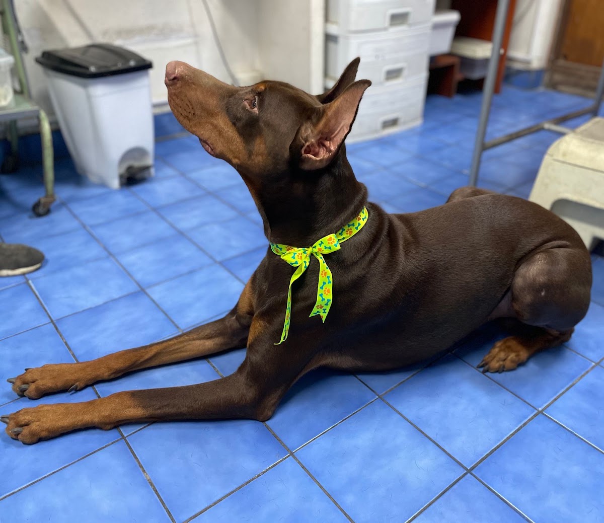 Veterinaria Orbegoso San Isidro