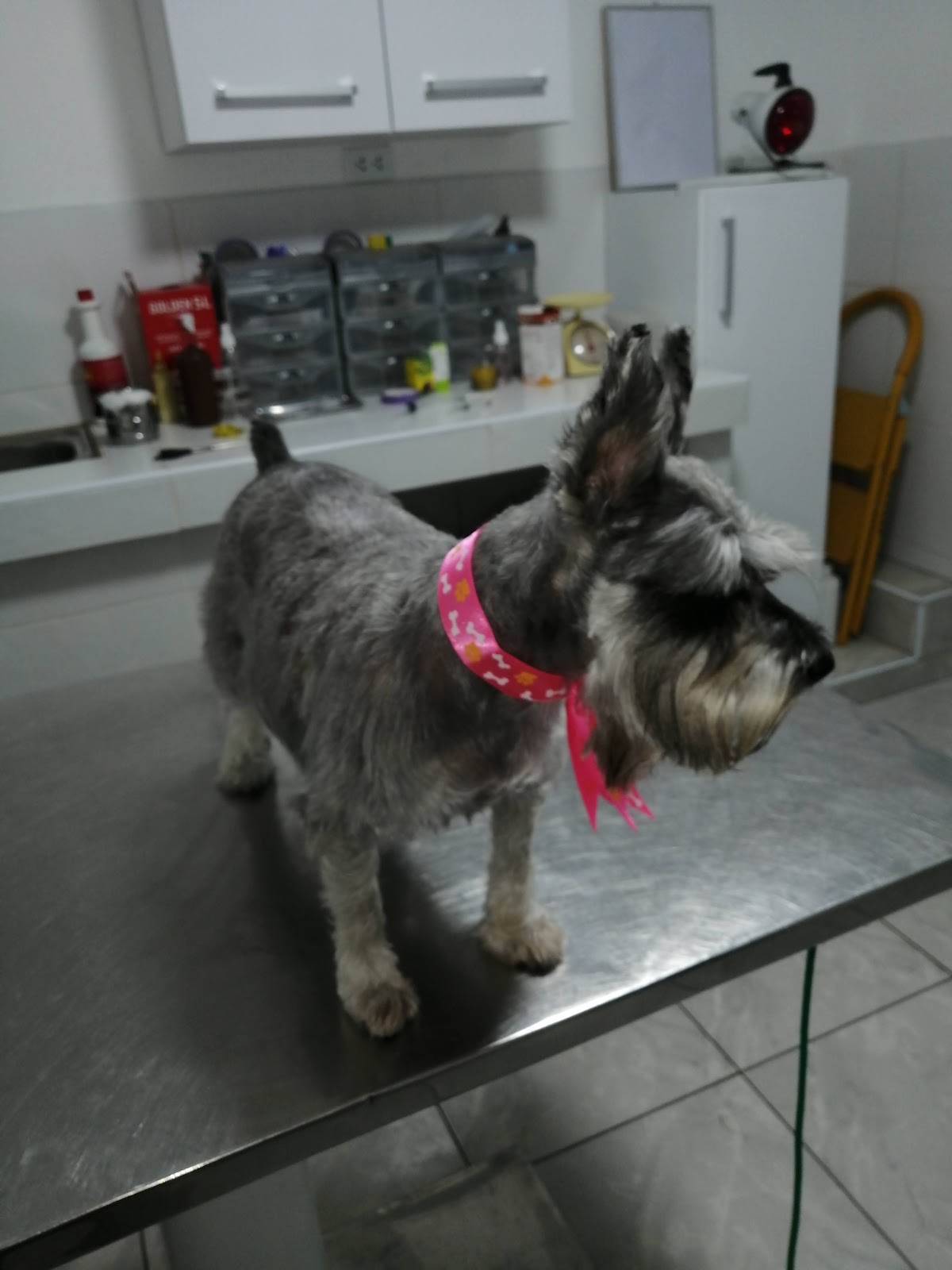 Clínica Veterinaria Pets Community