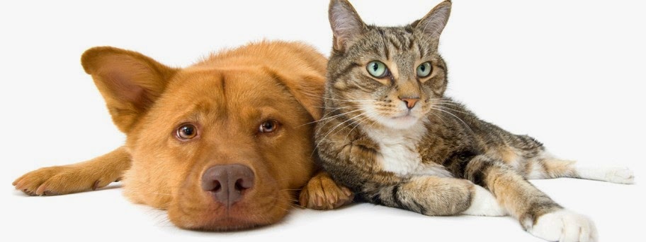 Veterinaria