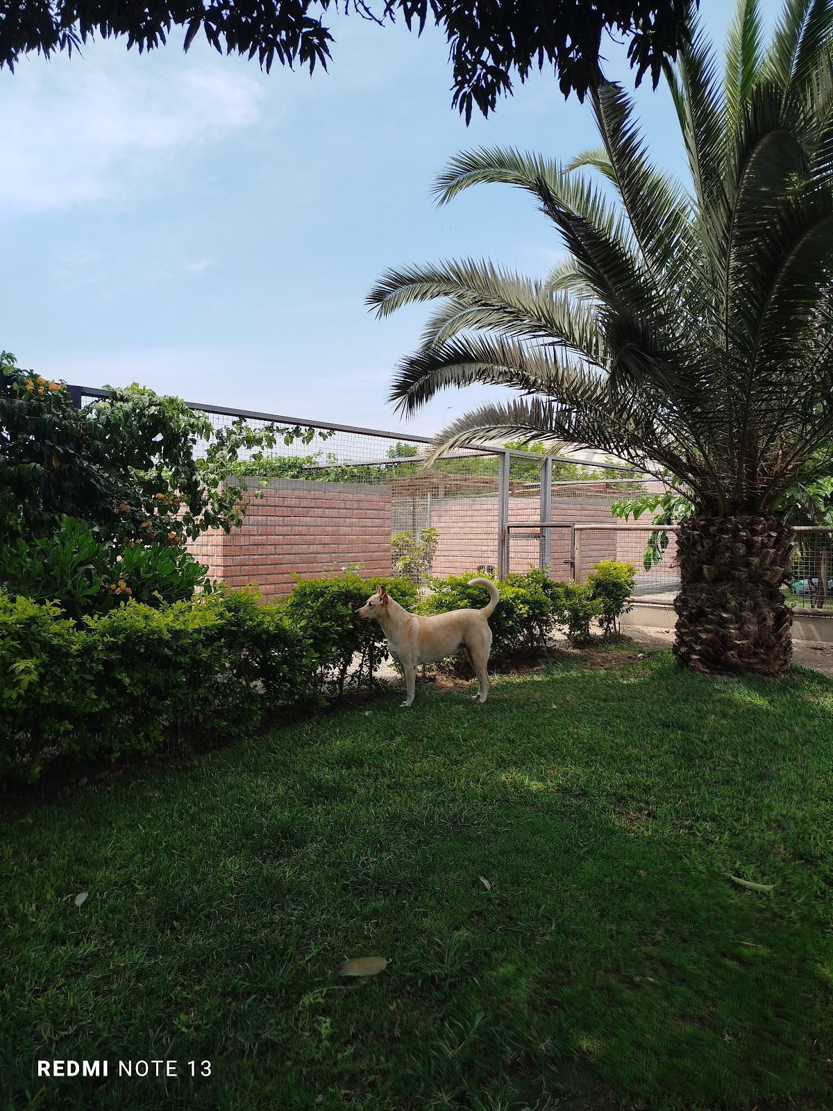 Luna Te Cuida -Hotel Perros