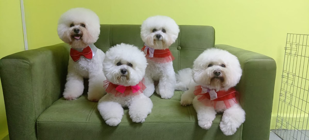 Jubafem Grooming - Peluqueria de mascotas