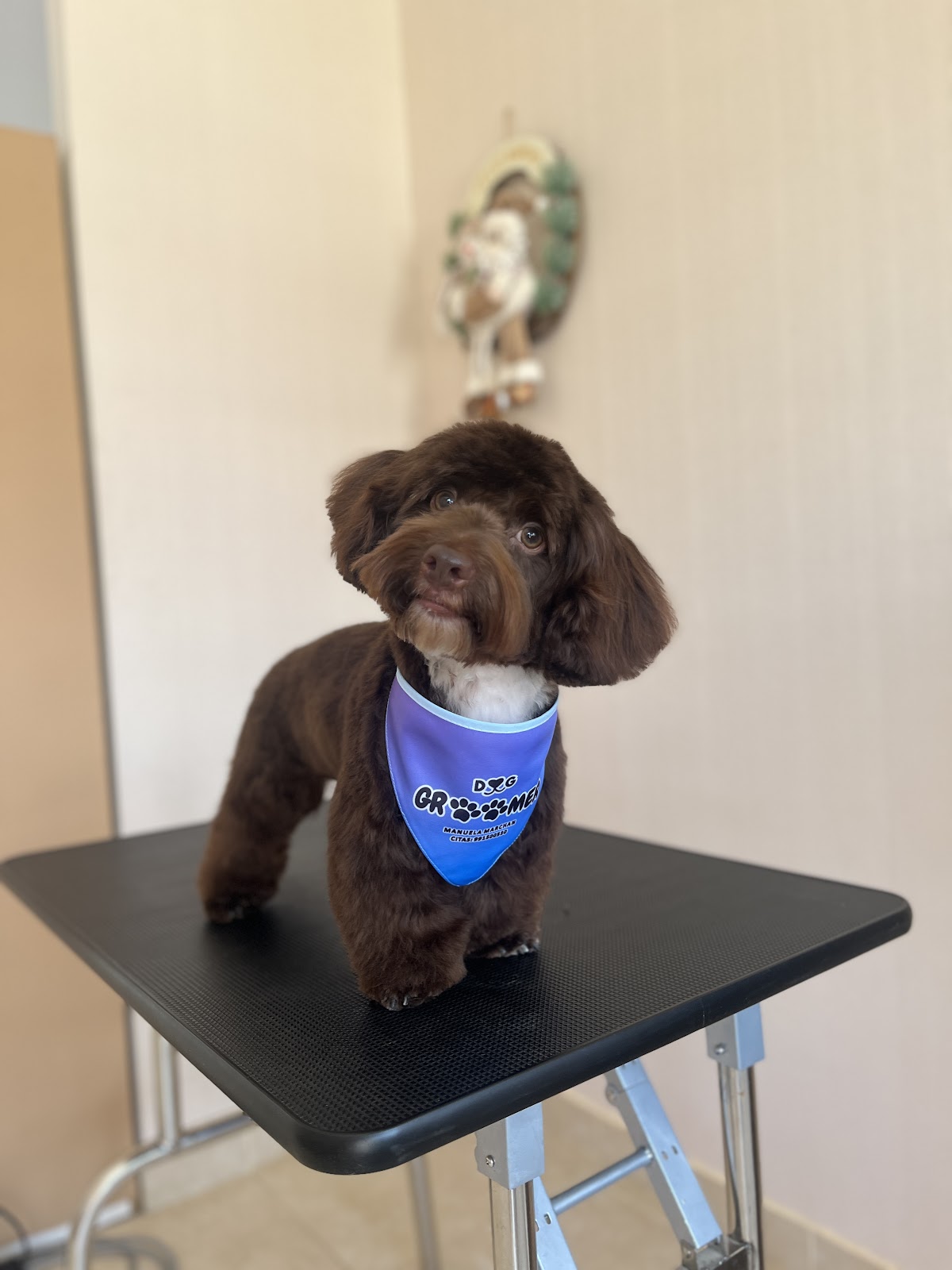 Dog groomer Manuela marchan