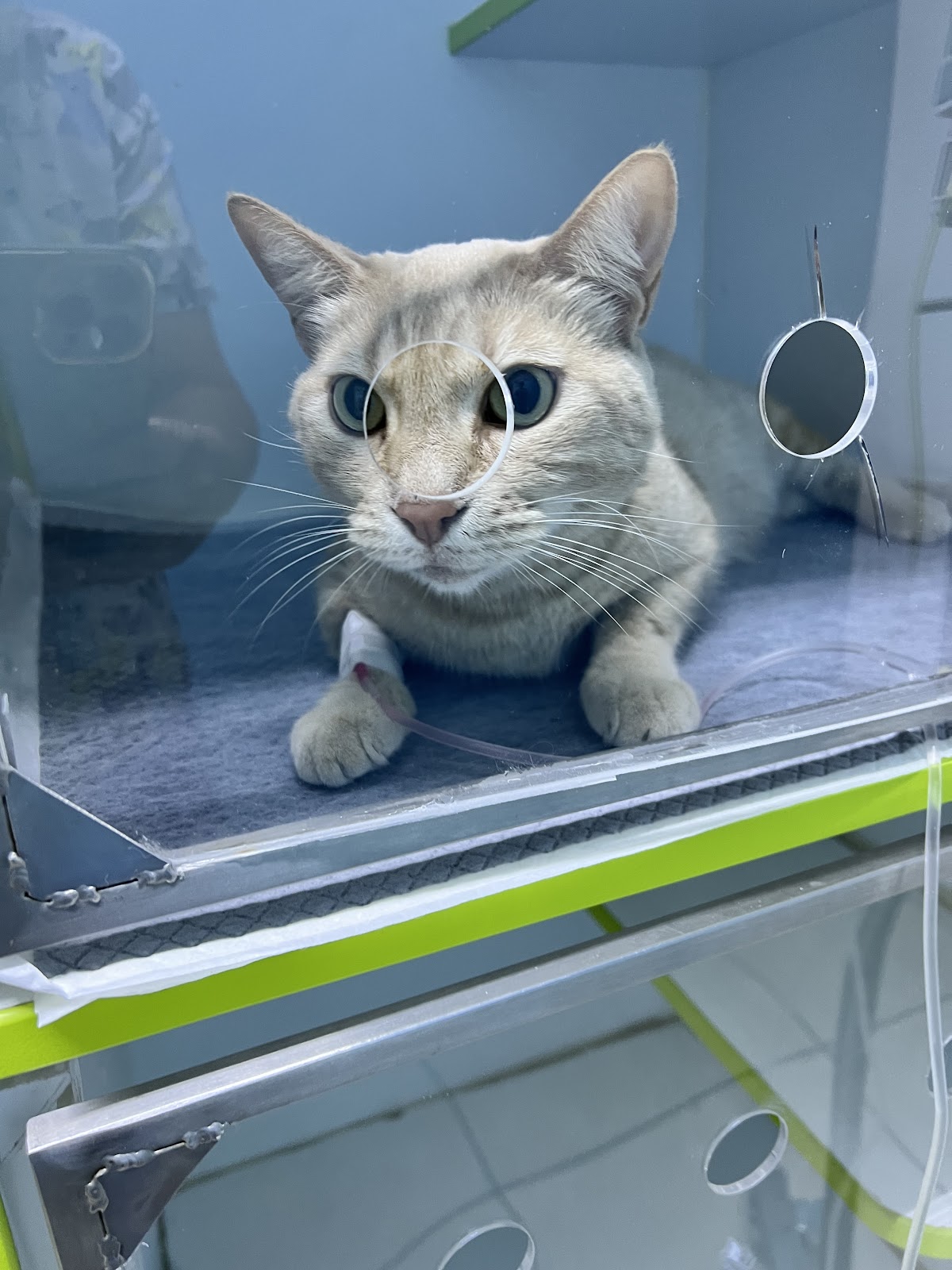 Veterinaria MediPets