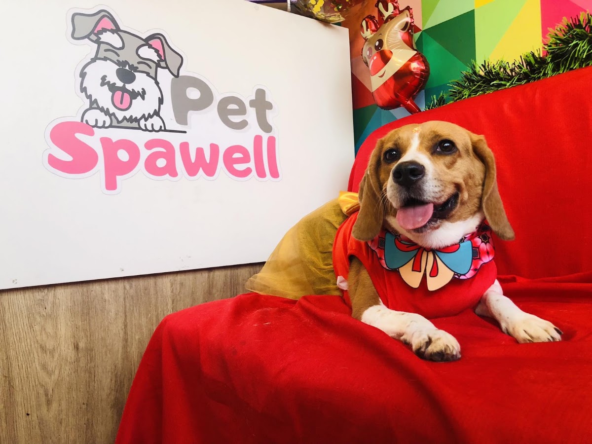 PETSPAWELL Grooming & Pet Shop