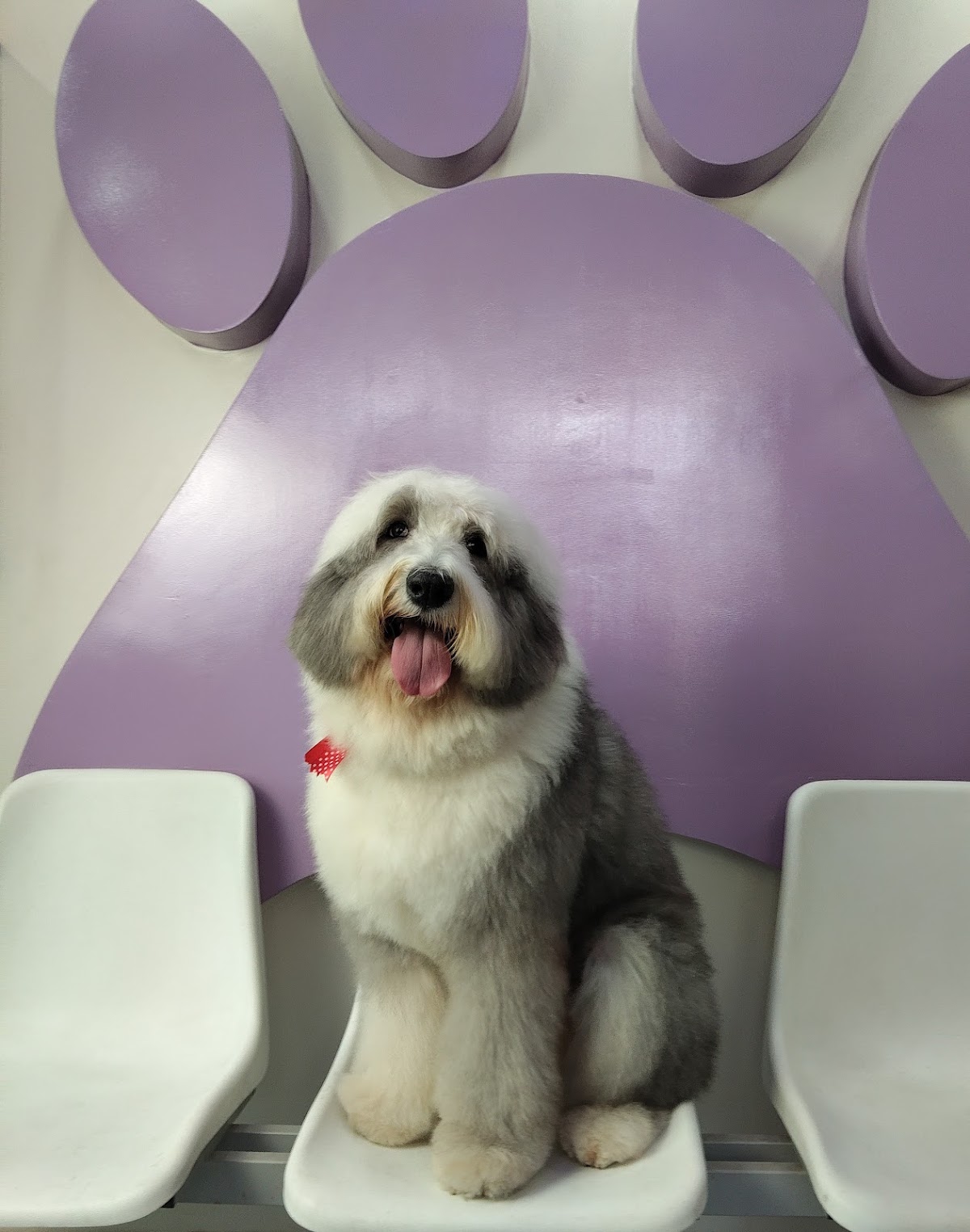 Mi Mundo Peludo