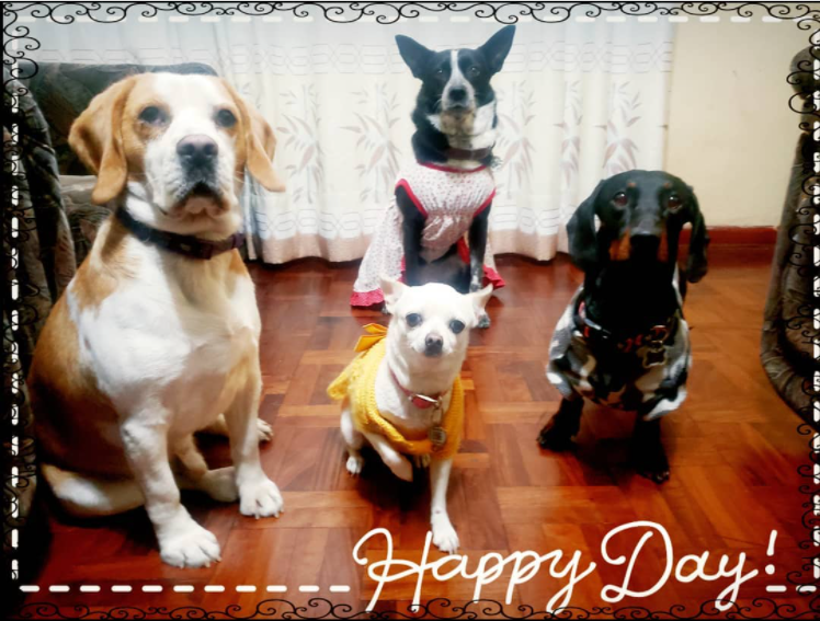 PET WASI HOSPEDAJE DE MASCOTAS