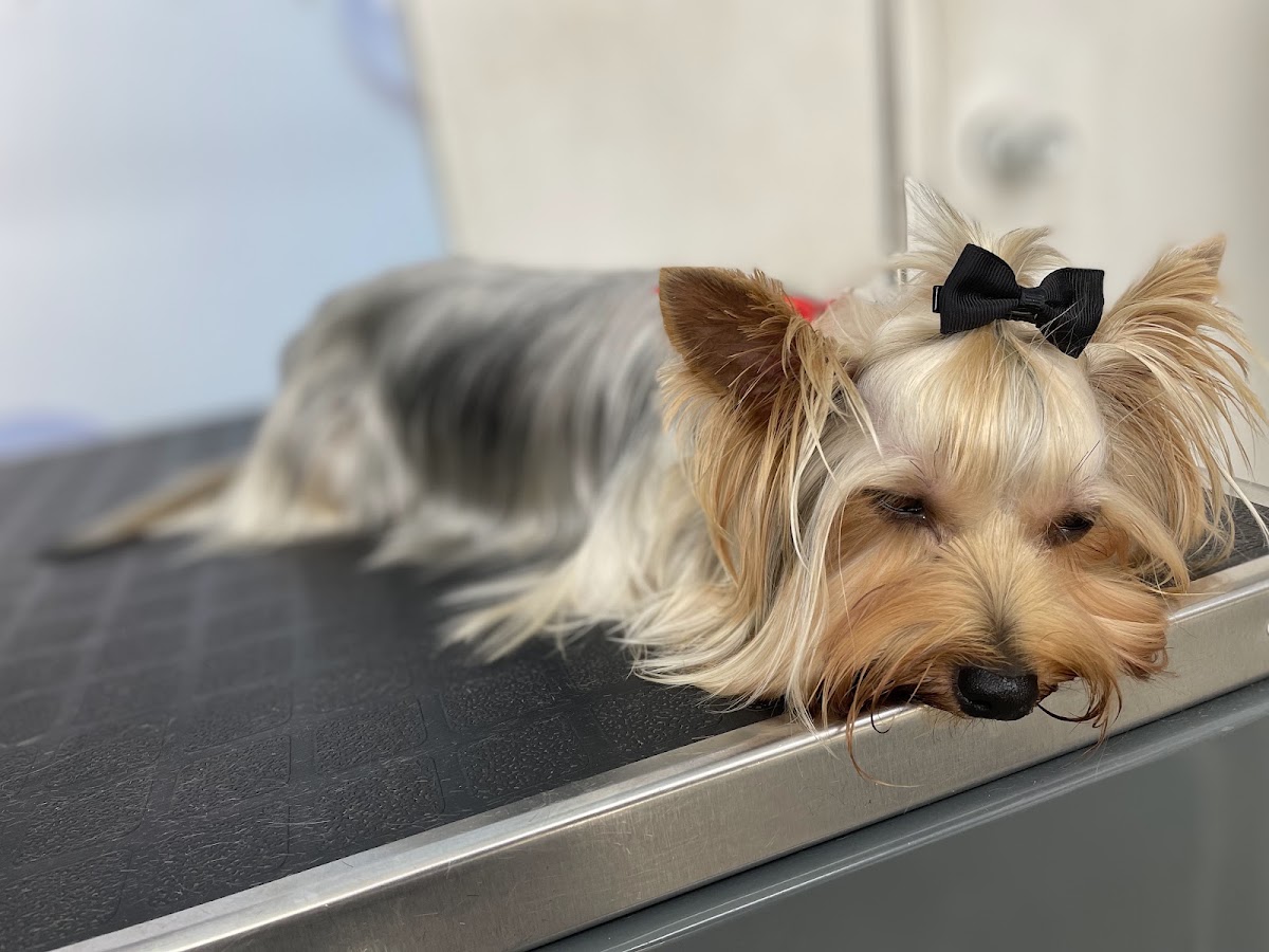 ESPUMA PET