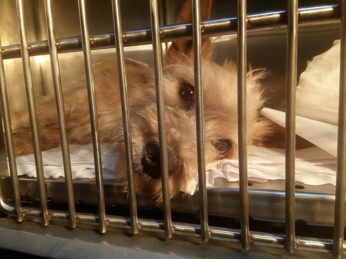 Veterinaria Santa Anita