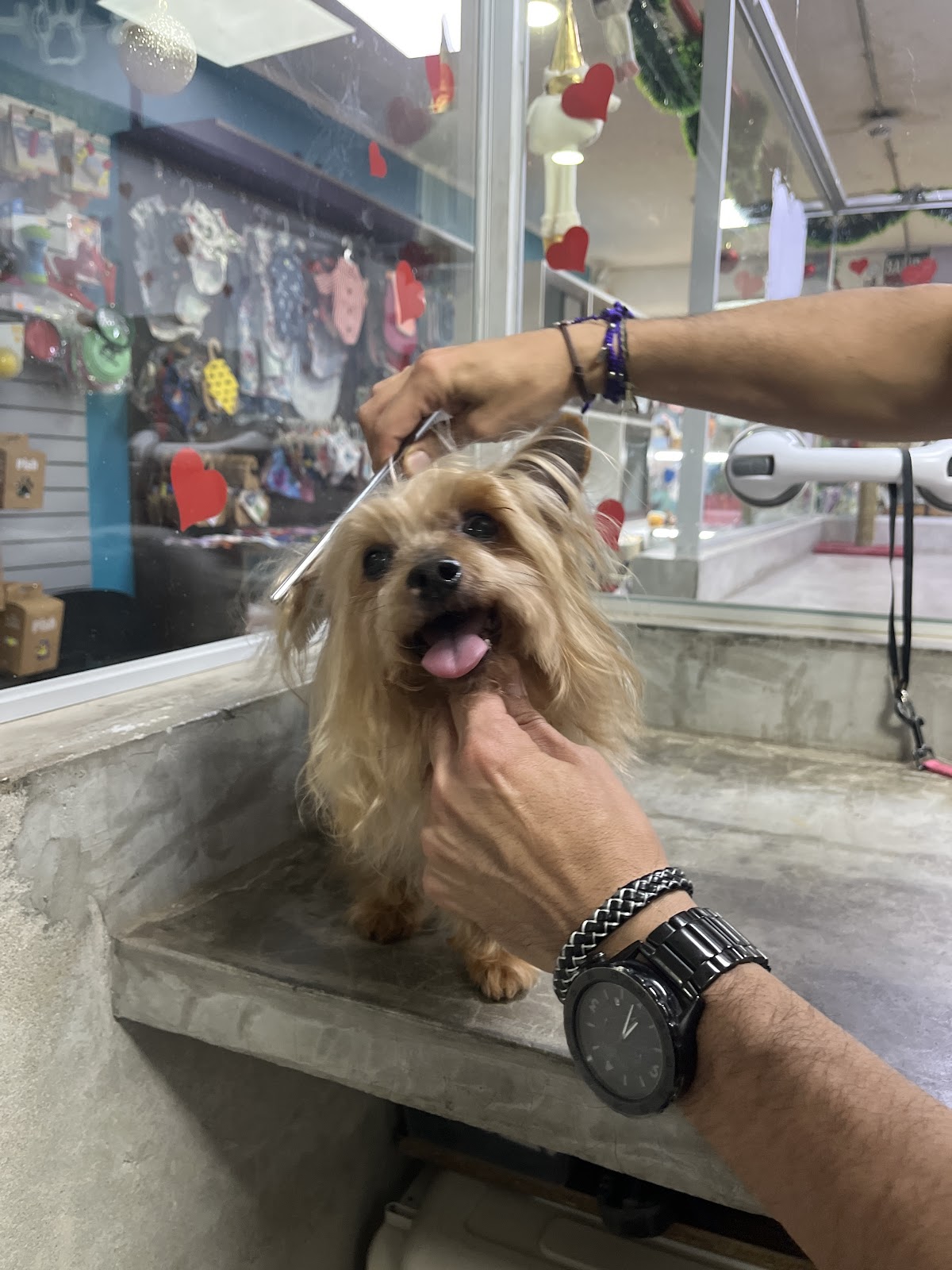 We Love Pets