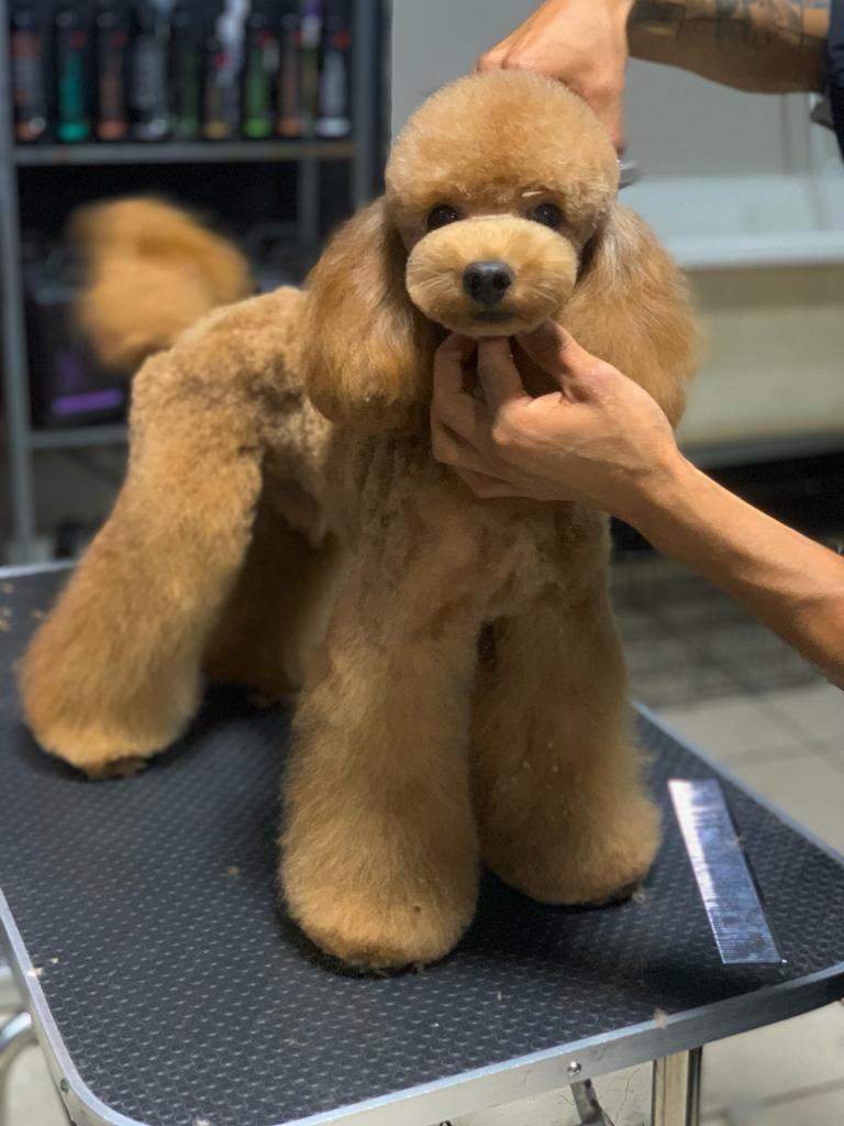 Dog Star Salon & Spa