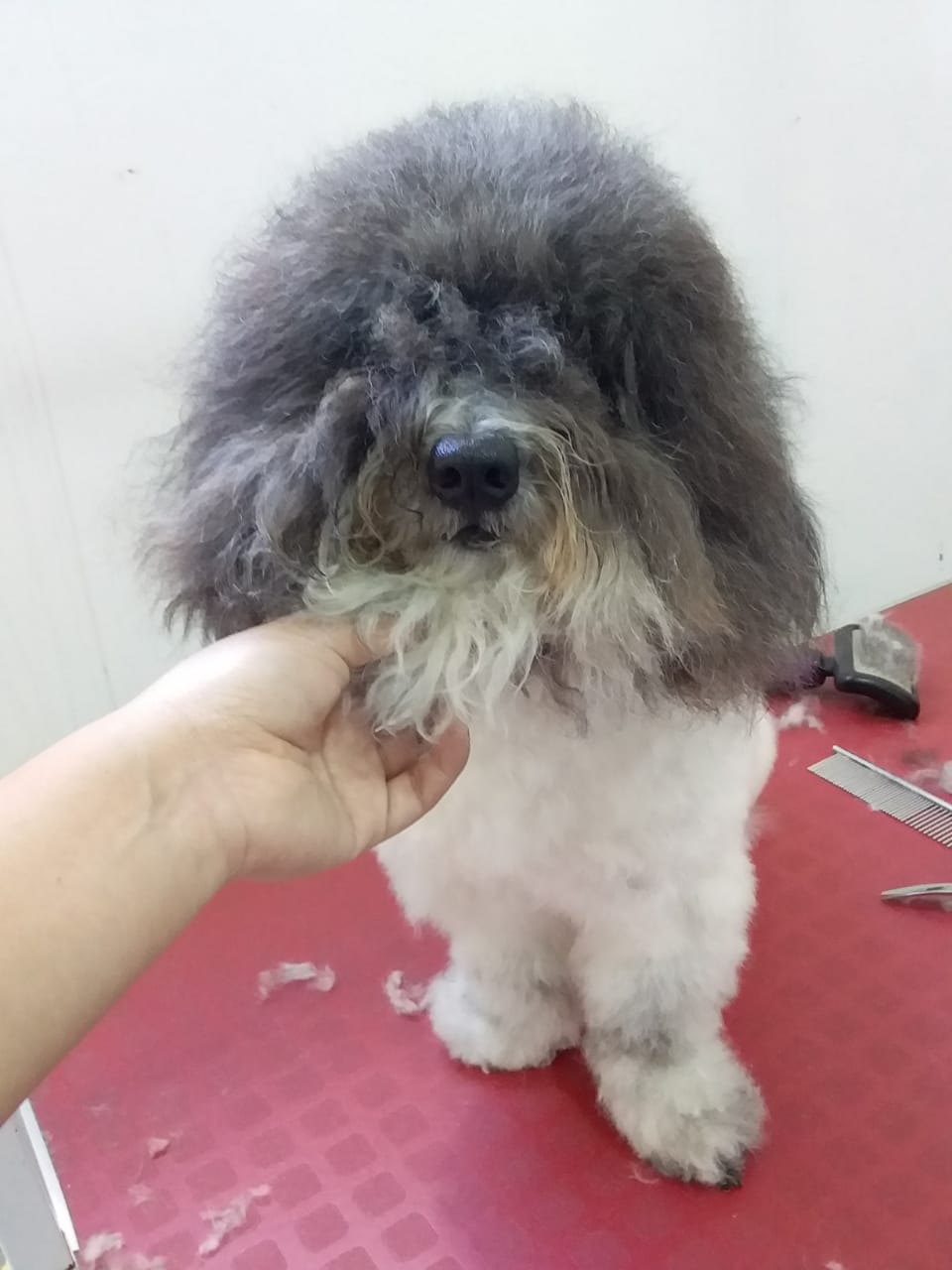 Monadas Grooming