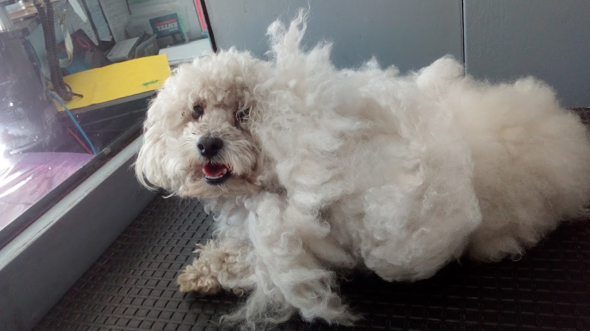 Rastros Pet-Care