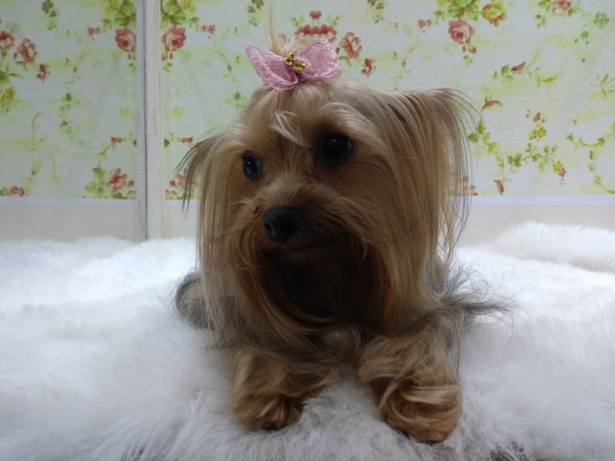 PELUDOG - Sede Los Jardines