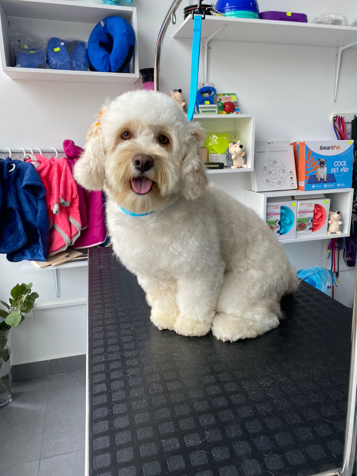 Pet Empire - Pet Spa & Grooming Salon