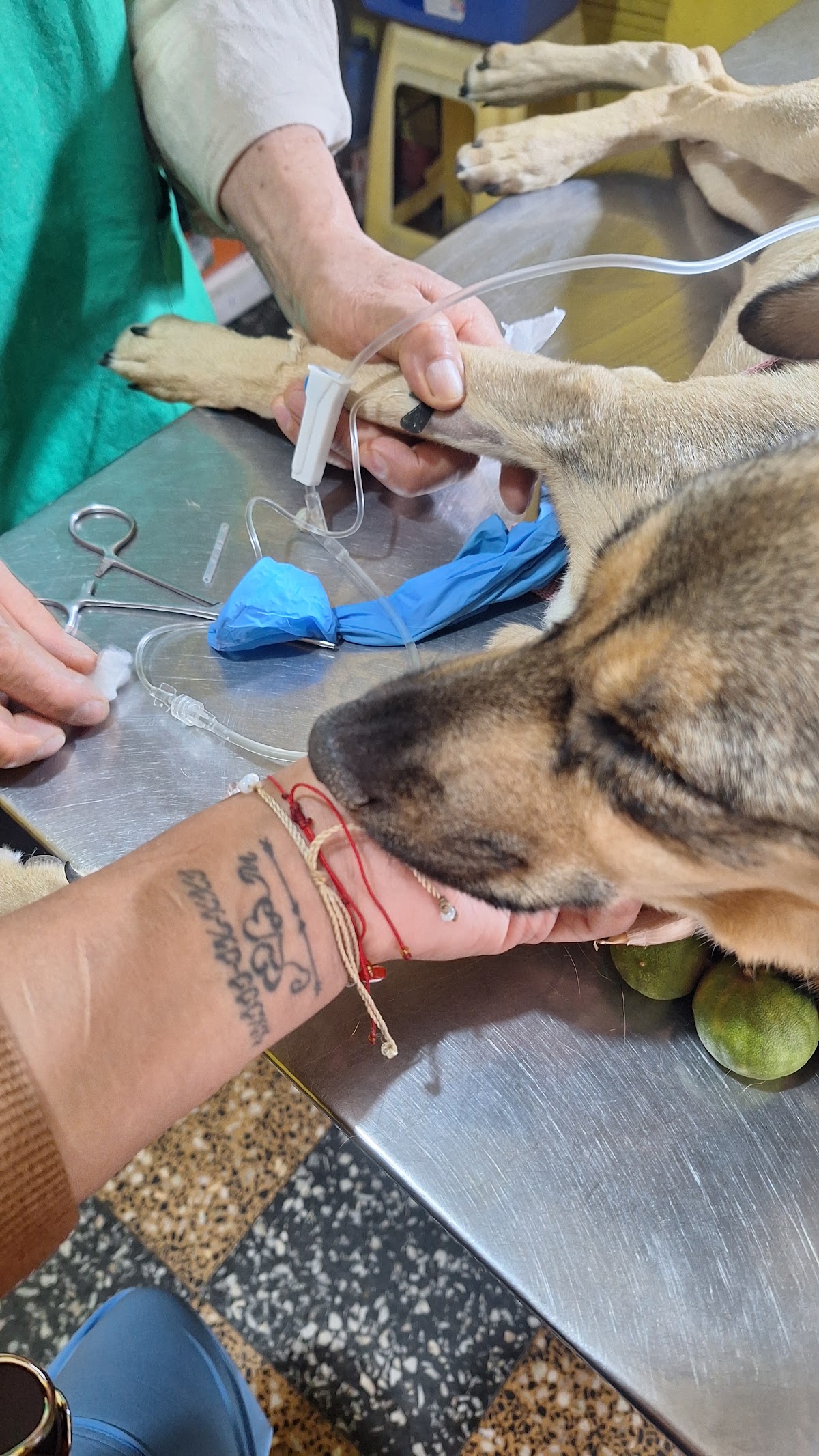 Veterinaria Americana Ate